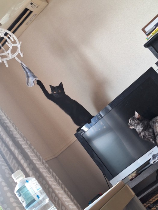 掛けられた靴下に前足を伸ばす黒猫と、それを見つめるサビ猫