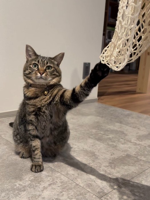 網に爪を引っかけて座る猫