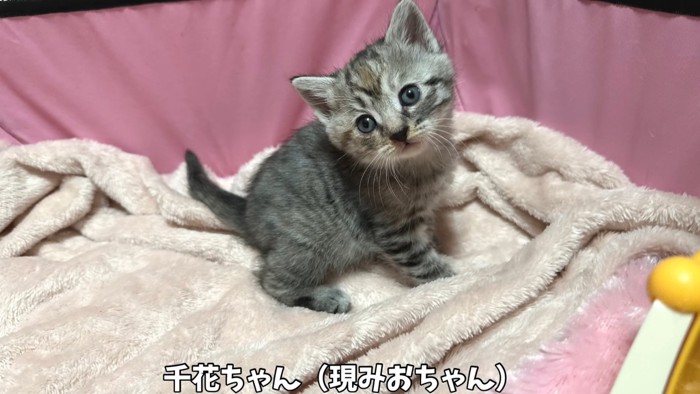 首を傾げる子猫