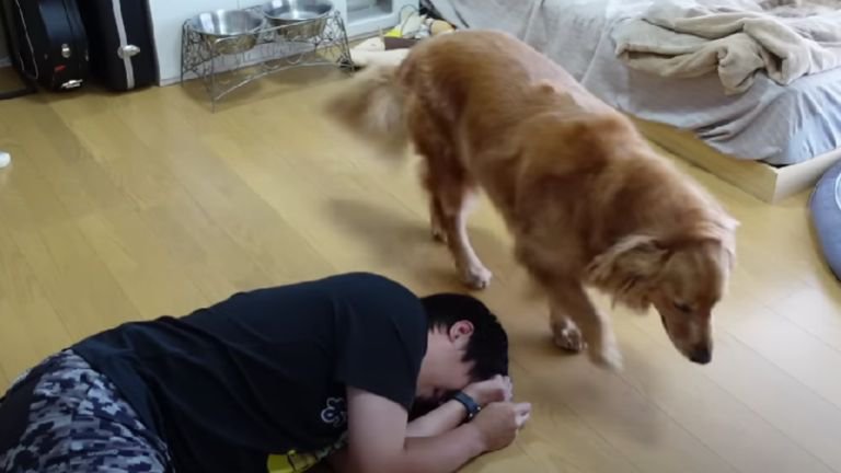 倒れている男性の前を歩く犬