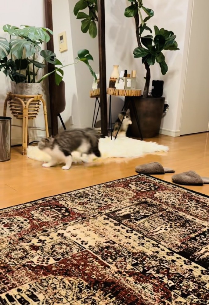 兄ミヌエットをキョトン顔で見る妹ミヌエット