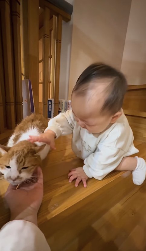 茶トラ猫を撫でようとしている赤ちゃん