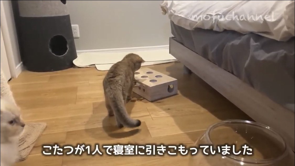 もぐらたたきで遊ぶ猫