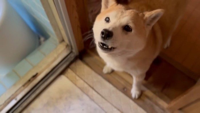 声を上げるももちゃん