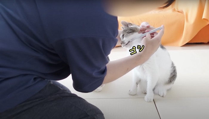 歯磨きをする猫
