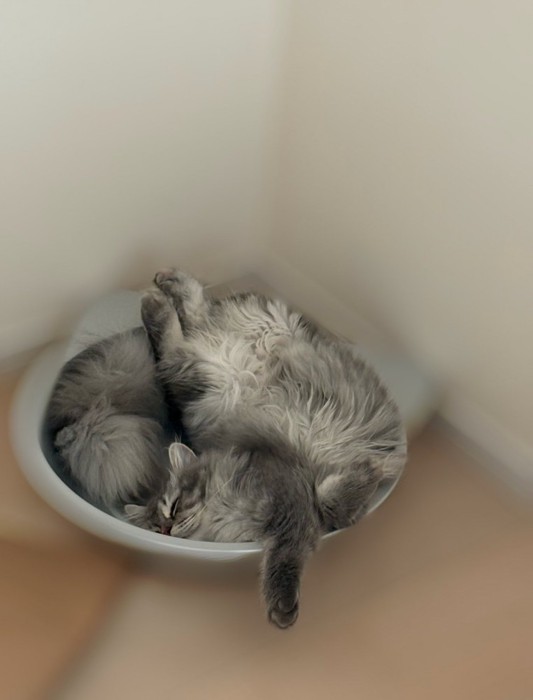 無防備な姿で眠る猫