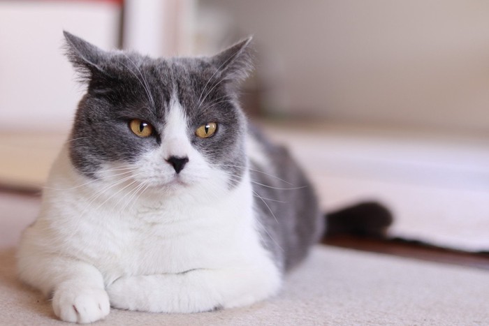 イカ耳で機嫌の悪いハチワレ猫