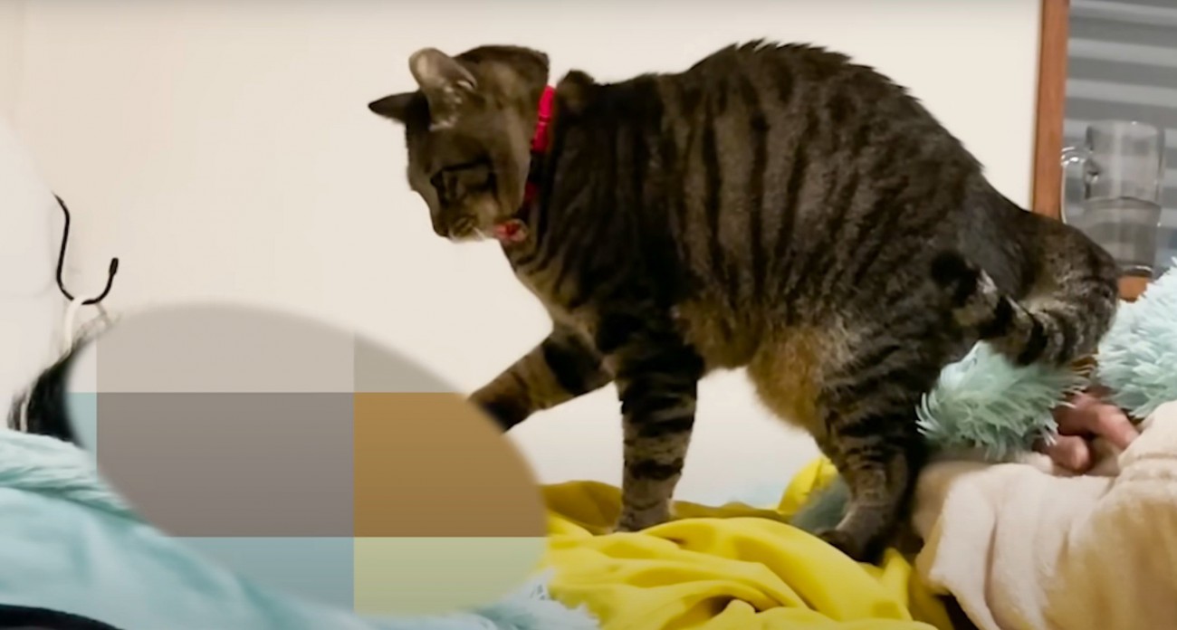 人の顔を触る猫