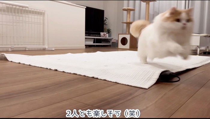 飼い主の元へ駆け寄る猫