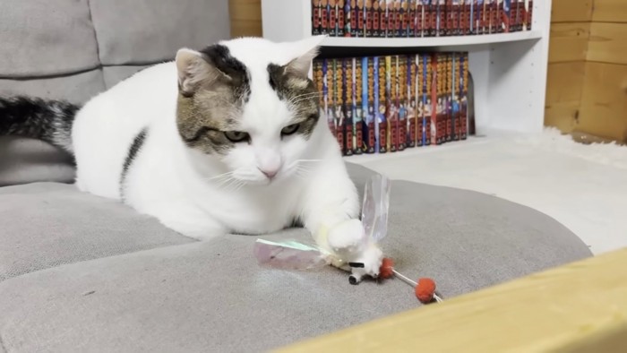 左前足でおもちゃを押さえる猫ちゃん