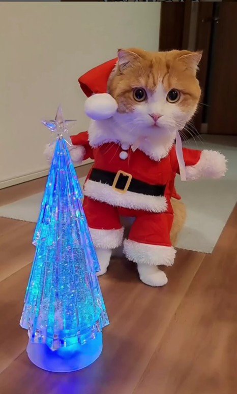 サンタの服を着ている猫