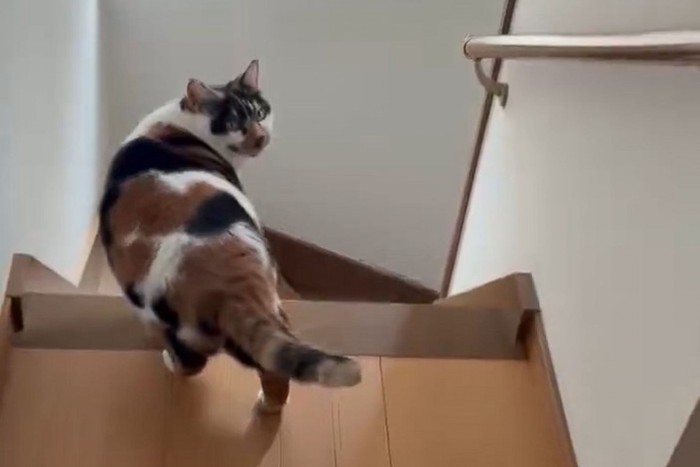 振り向く三毛猫