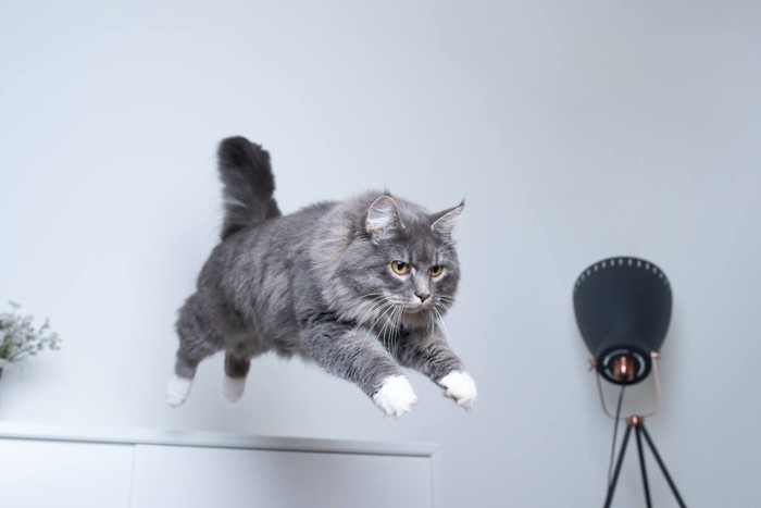 棚から飛ぶ猫