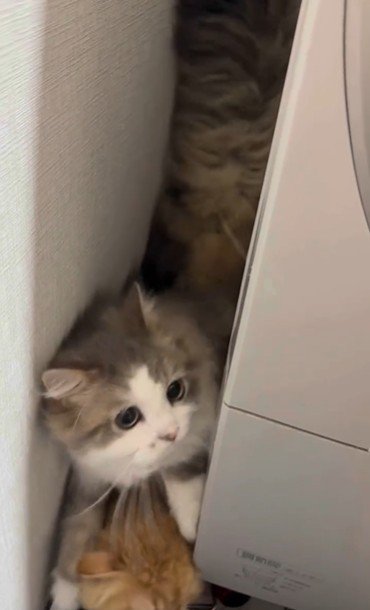 洗濯機の裏に隠れている猫