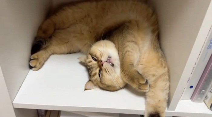 豪快な眠り方をするがんもどきくん