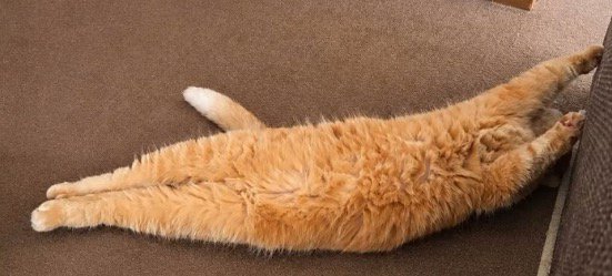 お腹を出してくつろぐ猫