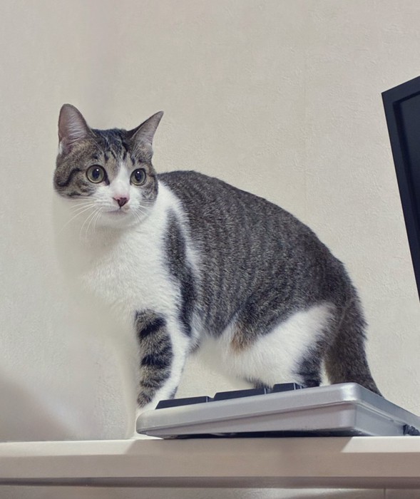 キジ白の猫なーちゃん