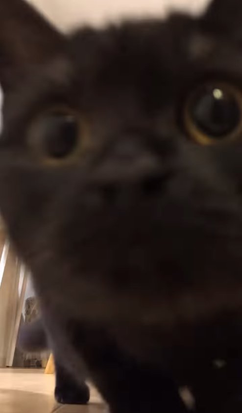 カメラに顔を近づけているピントがずれた黒猫の顔アップ（後ろ足見えている）