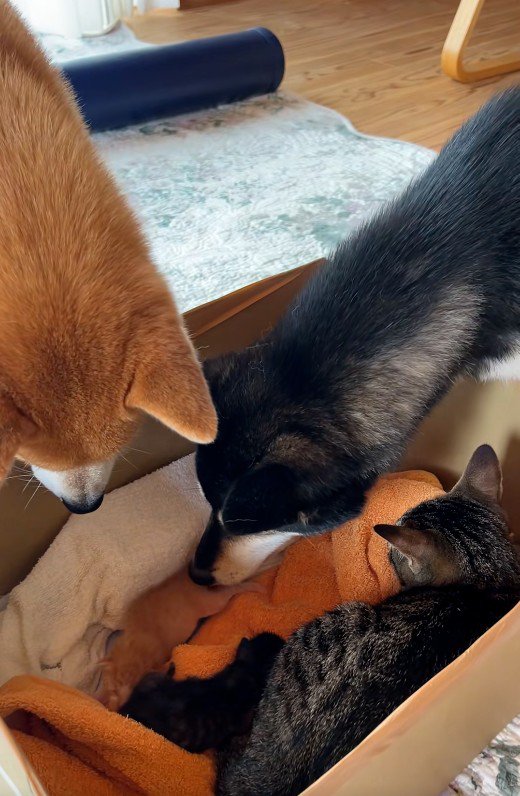 子猫を見守る犬と猫