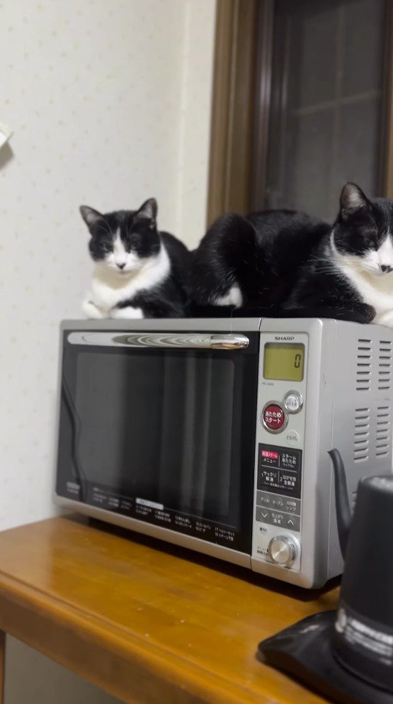 電子レンジの上に座る2頭の猫