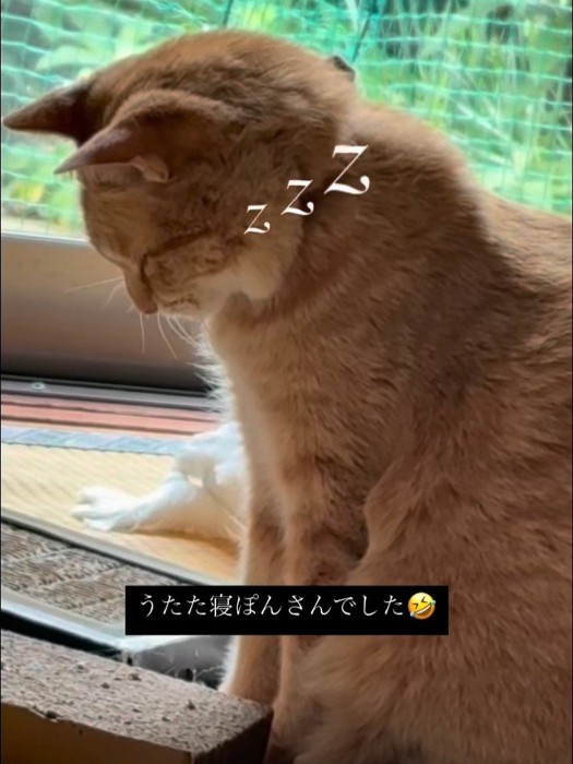 座って寝る猫の顔