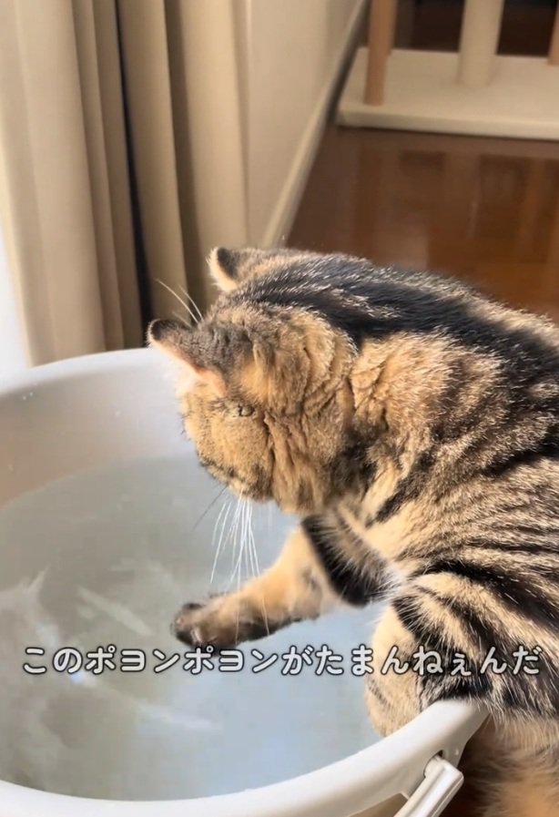 水遊びする猫