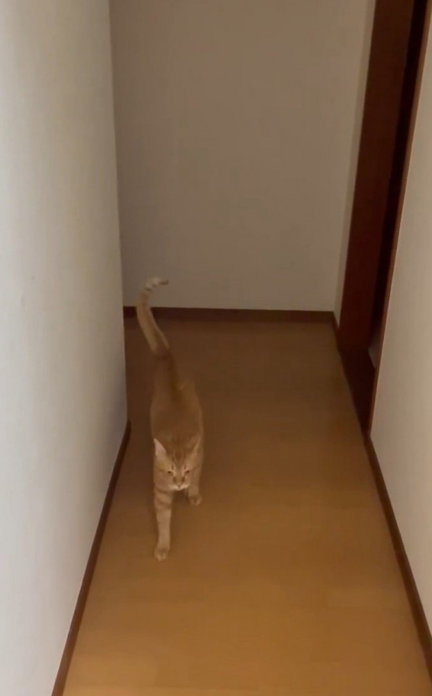 廊下を歩いてくる猫
