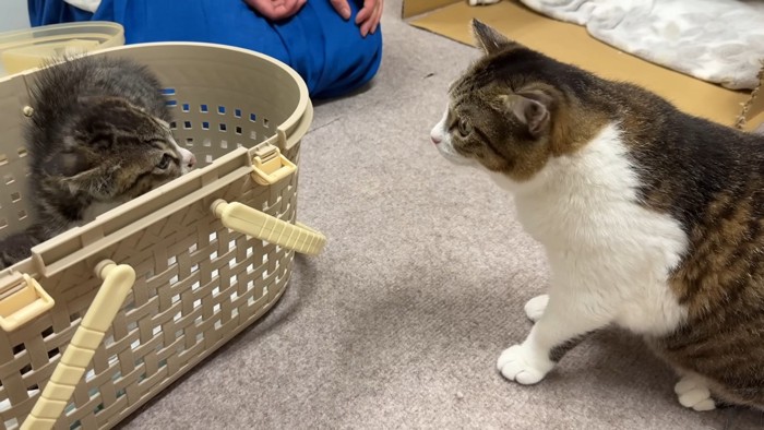 猫と2匹の子猫
