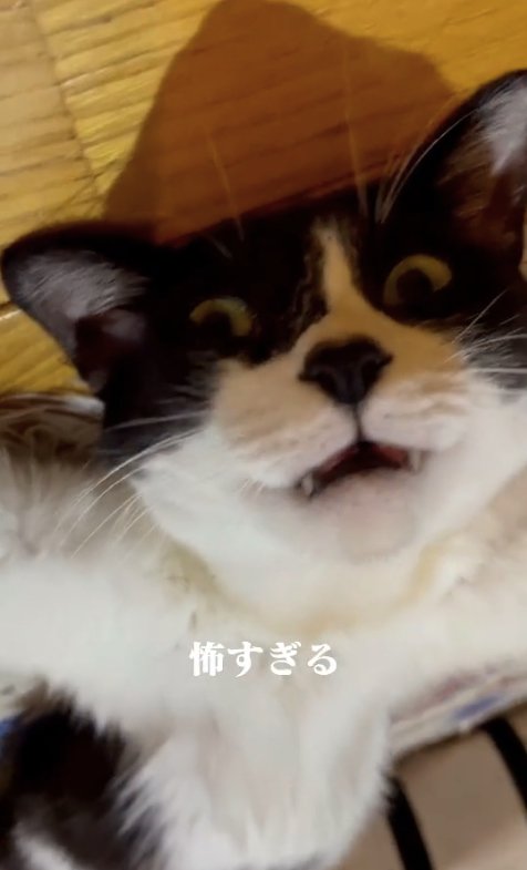 ヘソ天して口を開けているカメラ目線の猫（正面）