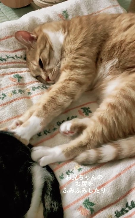 キジ白のお尻をふみふみしている茶トラ