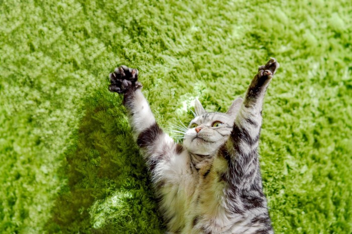 バンザイする猫