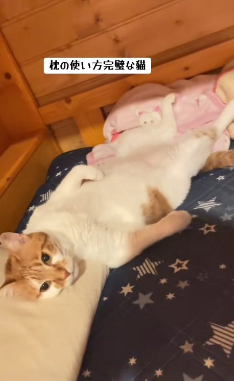 枕に頭を乗せて寝ている猫