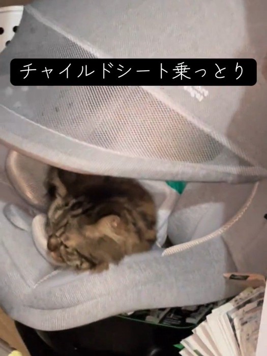 チャイルドシートに乗る猫