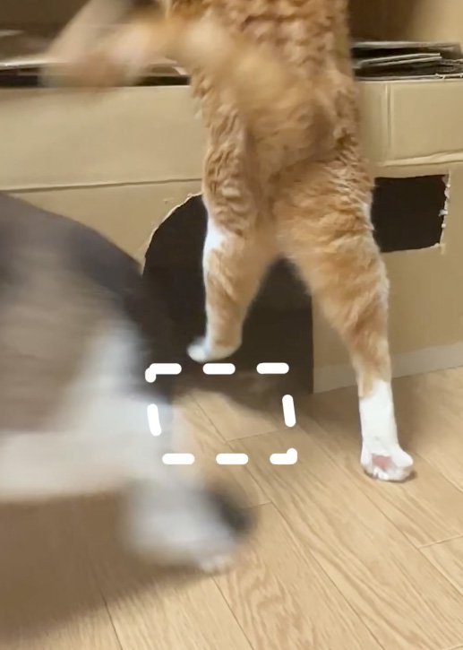 空振りする猫