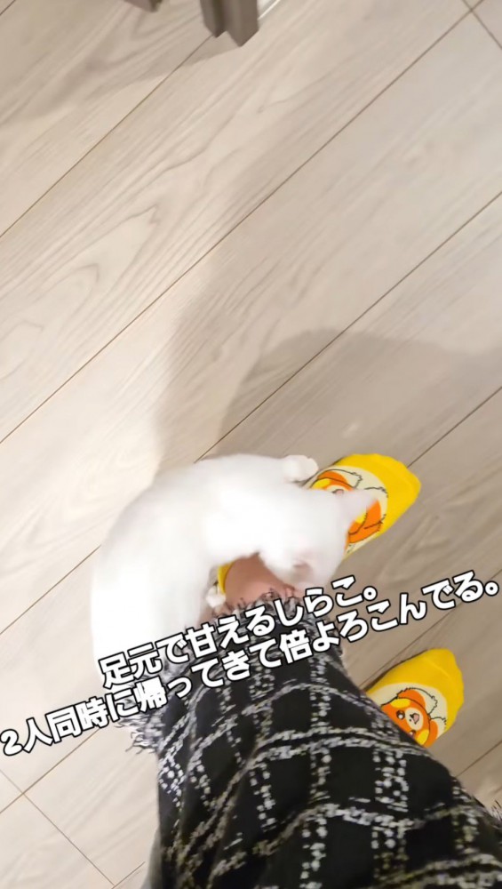 飼い主の足にすり寄る子猫