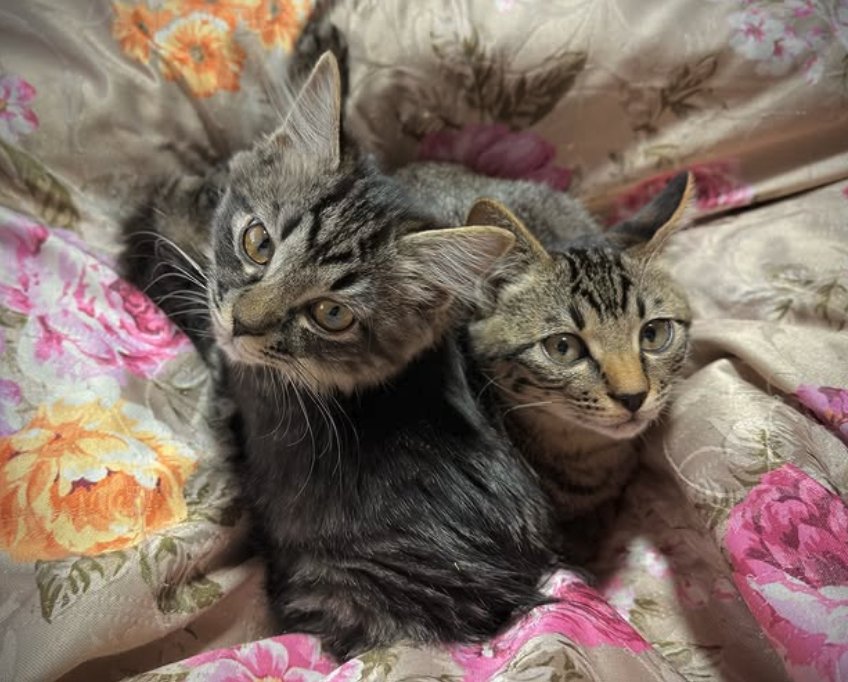 布団の上にいる2匹のキジトラ