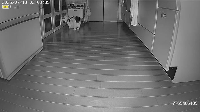 扉を確認する猫