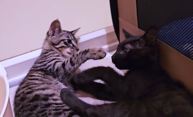 にゃんプロをする2匹の子猫たち