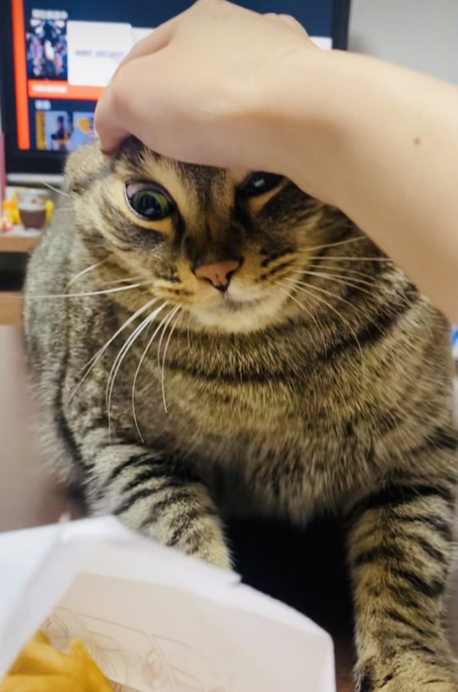 ポテトを狙って飼い主に頭を抑えられる猫