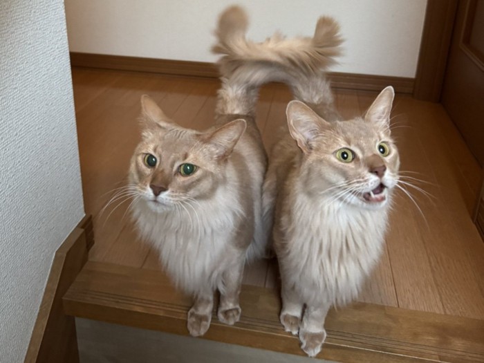 しっぽで通せんぼしている2匹のソマリ