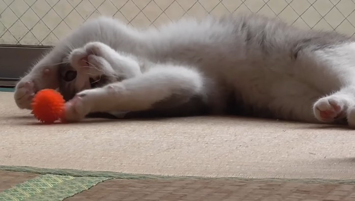 ボールで遊び中