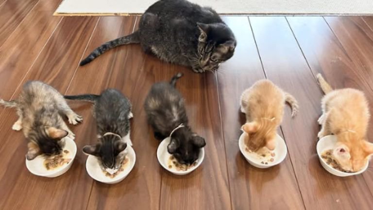 ご飯を食べている子猫