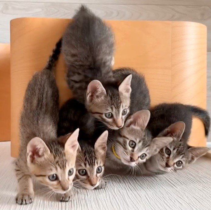 獲物を見て前に出る、一番左側の子猫