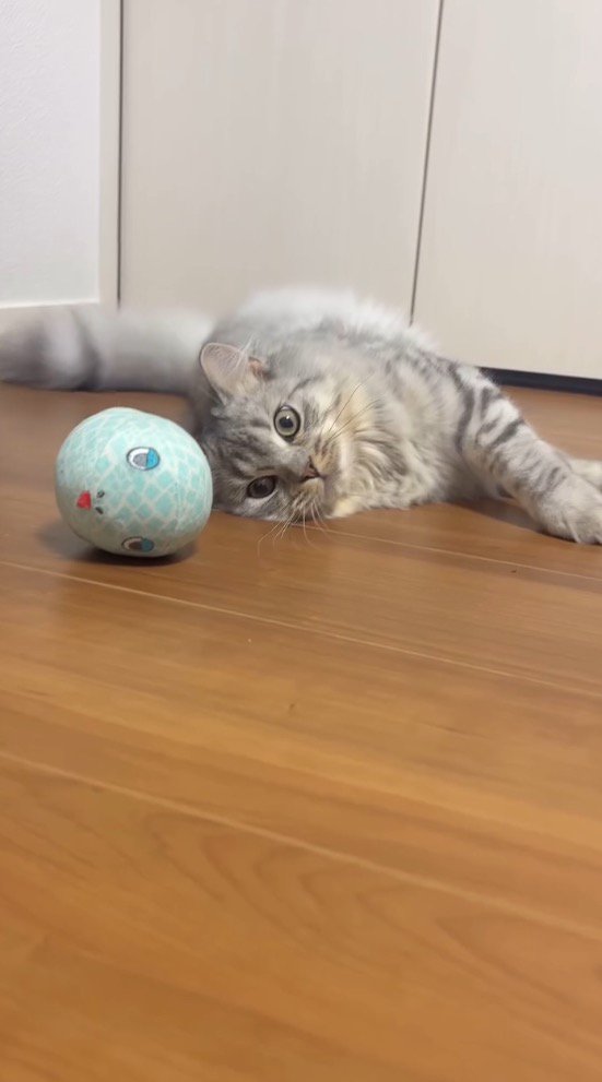 床に横になっておもちゃを見つめる猫