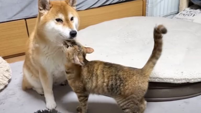 柴犬に甘えている猫