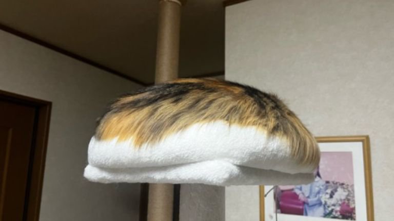 キャットタワーにいる猫