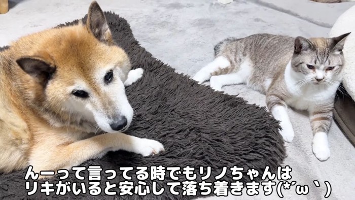 柴犬とシャムミックス猫