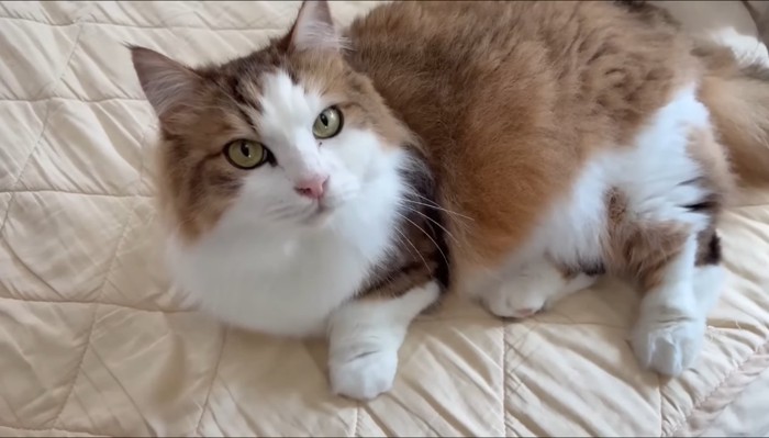 秀吉くんのアップ