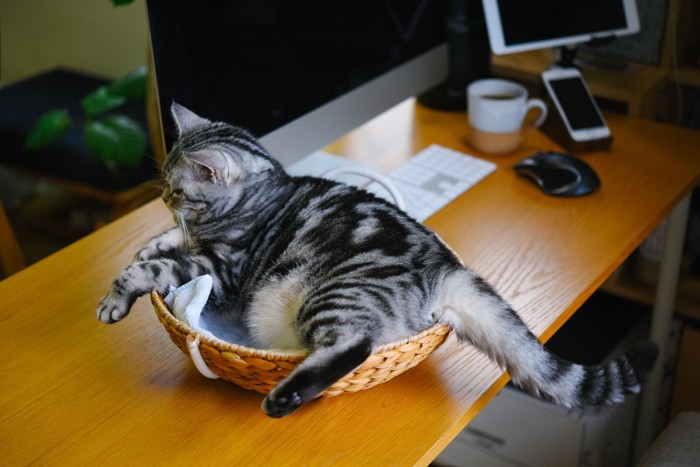 デスクの上でカゴに入る猫