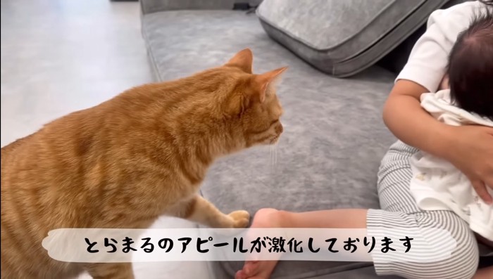 ソファーに登ってきて